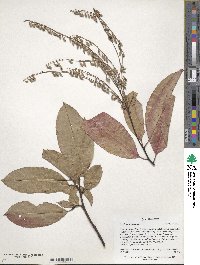 Oxydendrum arboreum image