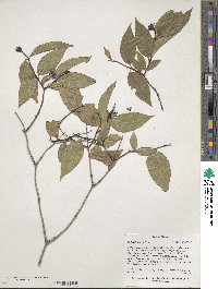 Philadelphus inodorus image