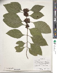 Callicarpa americana image