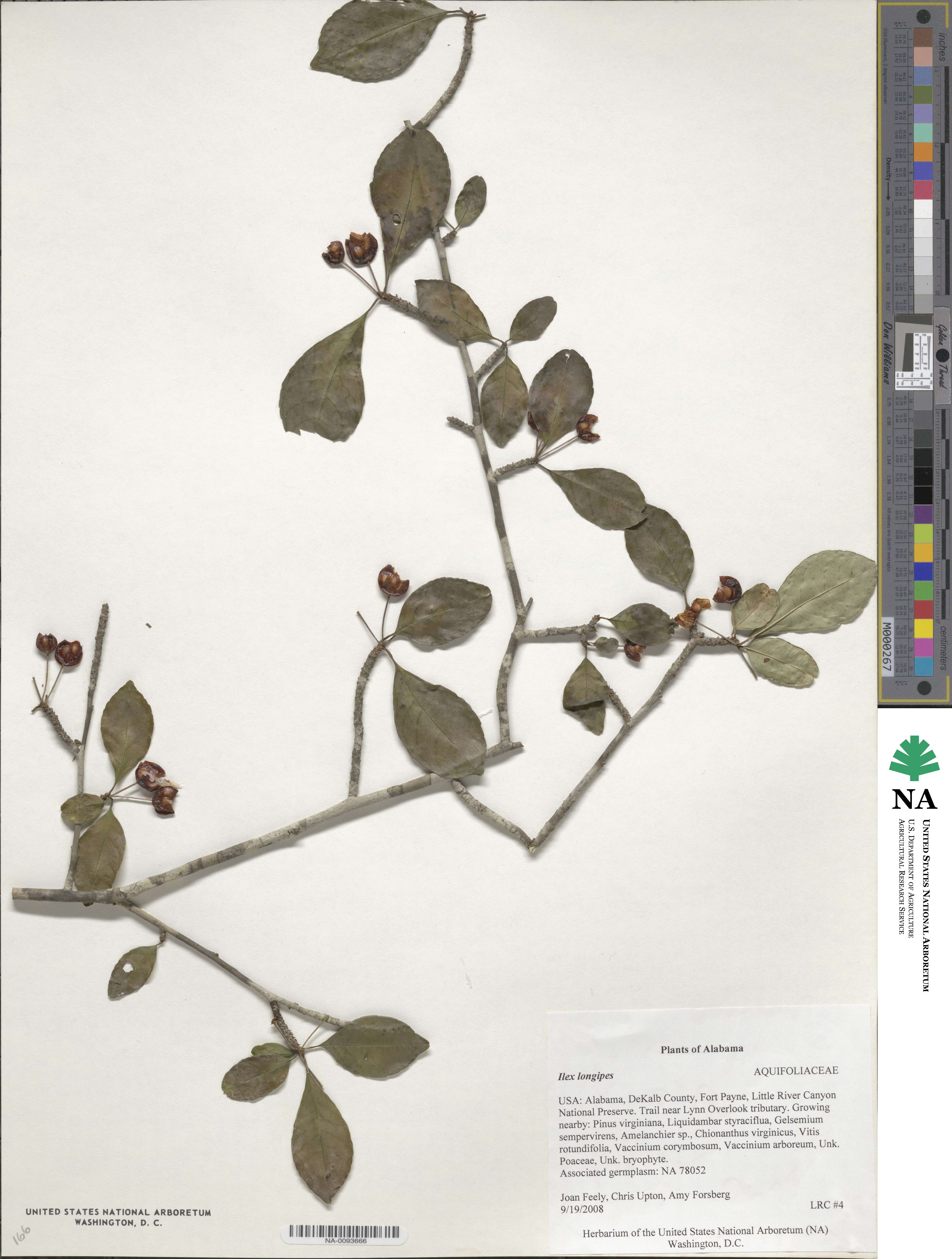 Ilex longipes image