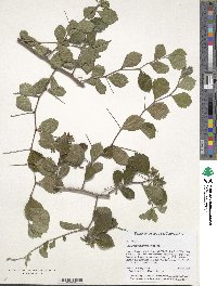 Crataegus uniflora image