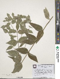 Pycnanthemum muticum image