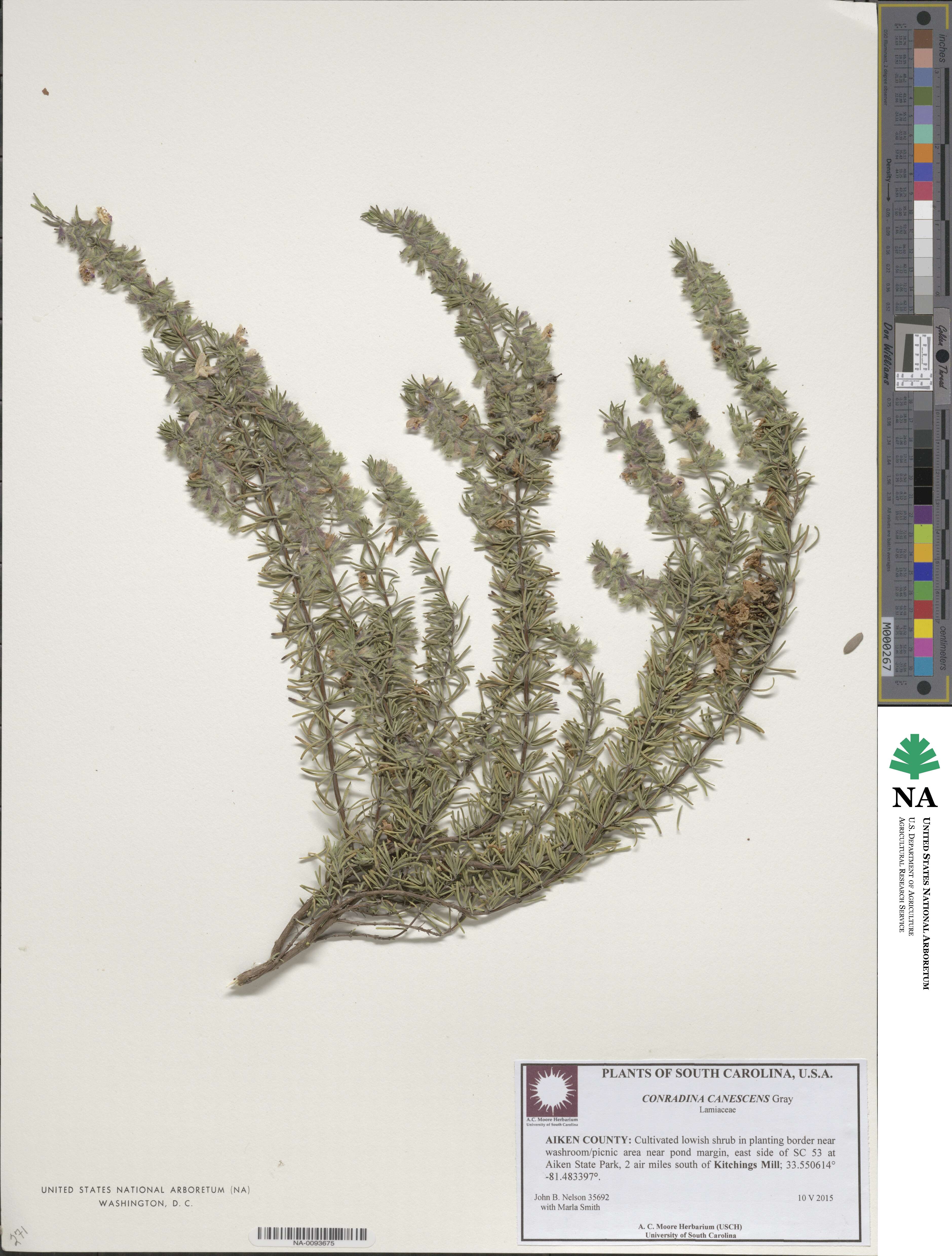 Conradina canescens image
