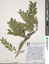 Gleditsia aquatica image