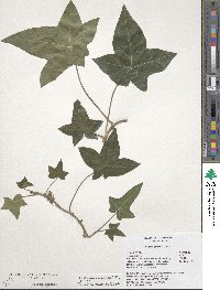 Hedera hibernica image