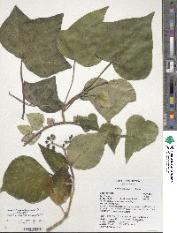 Hedera algeriensis image