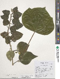 Hedera algeriensis image