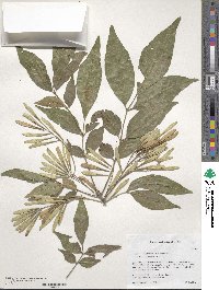 Fraxinus pennsylvanica var. pennsylvanica image