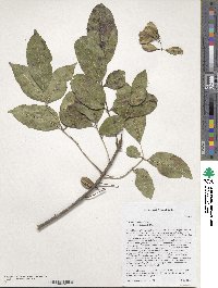 Image of Fraxinus caroliniana