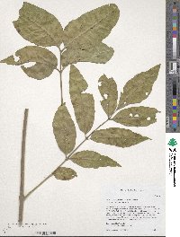 Fraxinus pennsylvanica var. pennsylvanica image