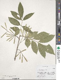 Fraxinus pennsylvanica var. pennsylvanica image