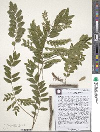 Gleditsia aquatica image