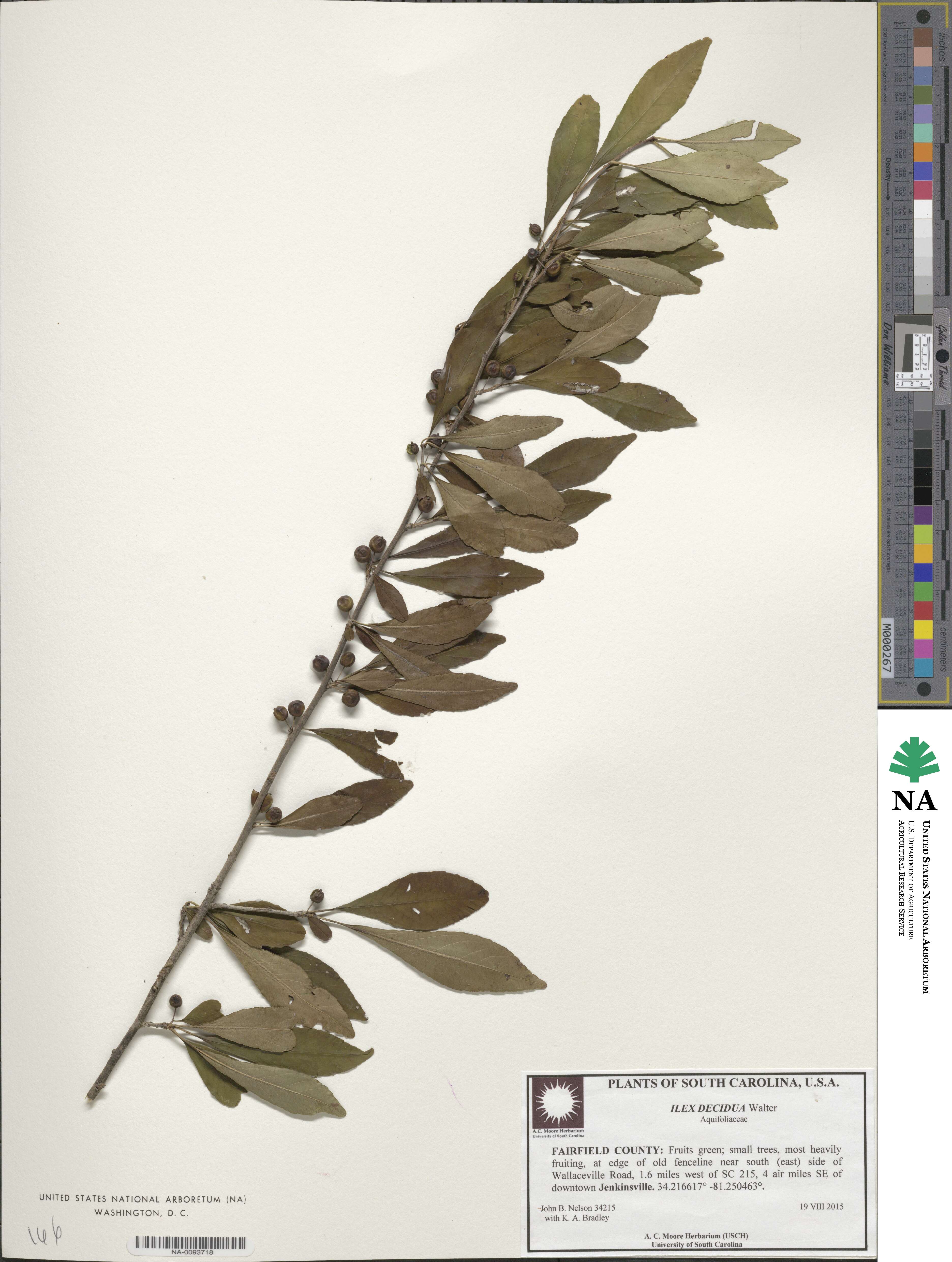 Ilex decidua image