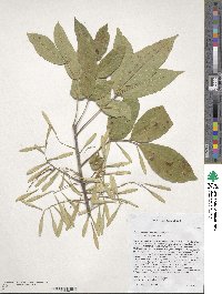 Fraxinus pennsylvanica var. pennsylvanica image