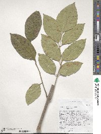 Fraxinus pennsylvanica var. pennsylvanica image