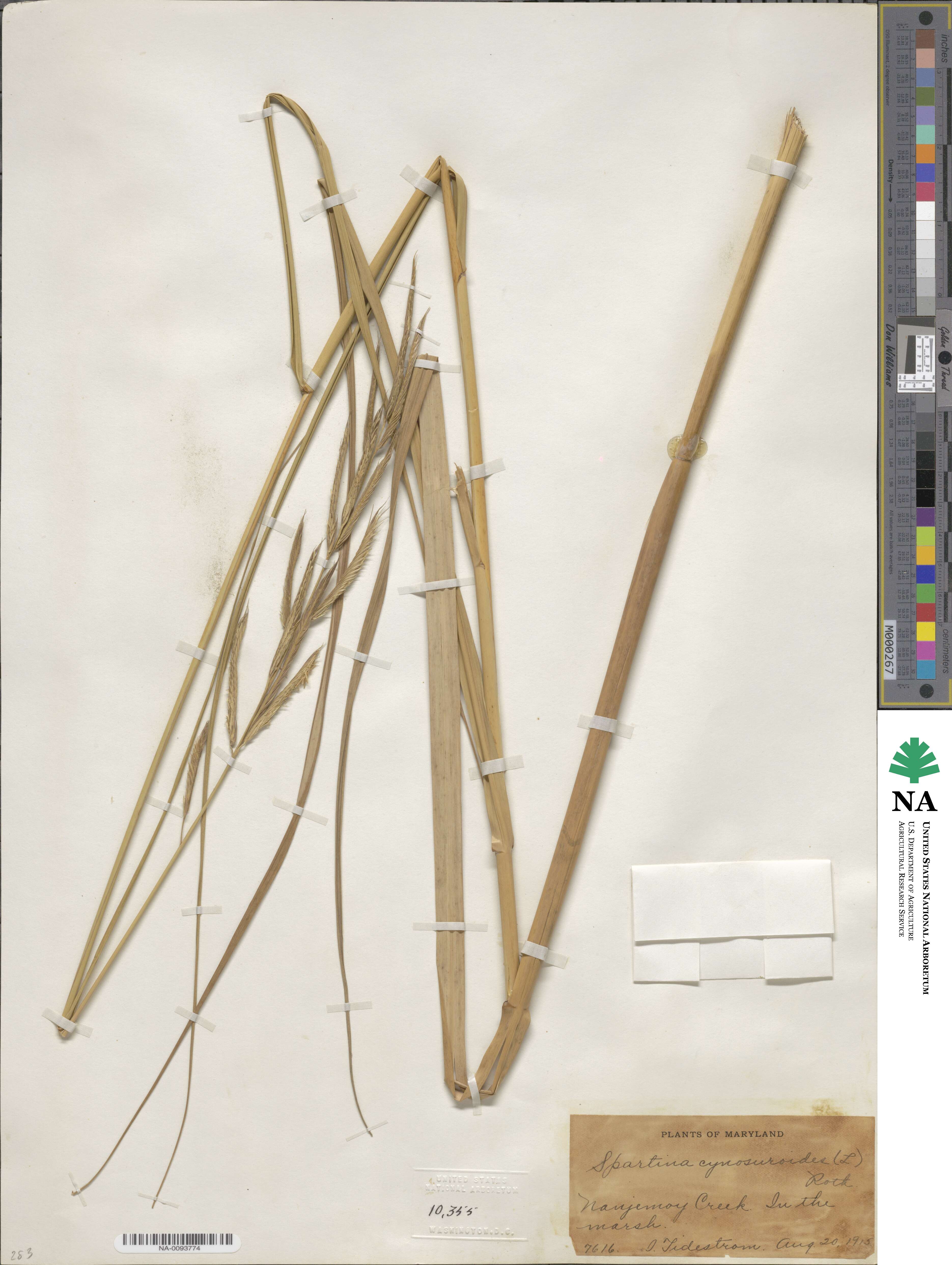 Sporobolus cynosuroides image