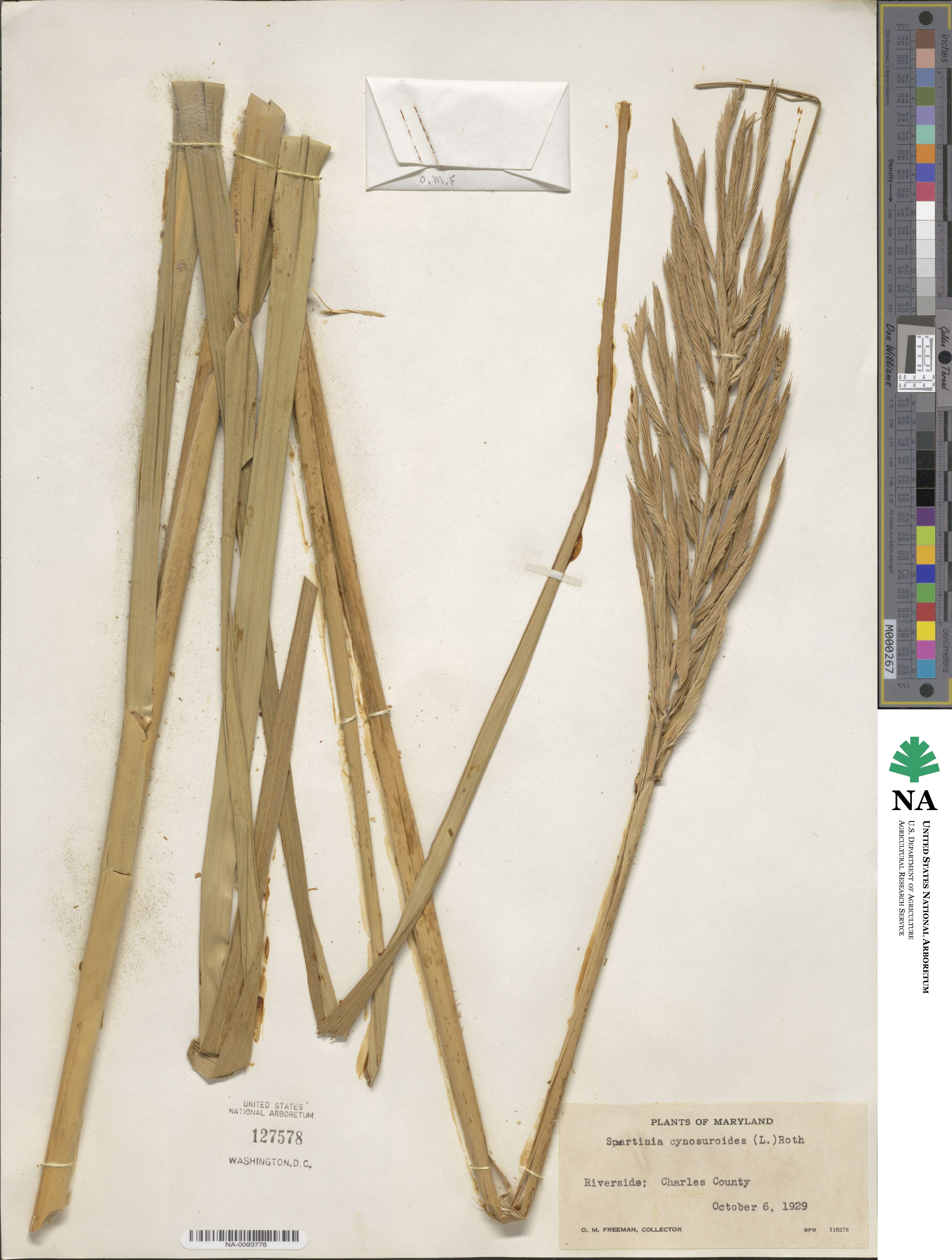 Sporobolus cynosuroides image