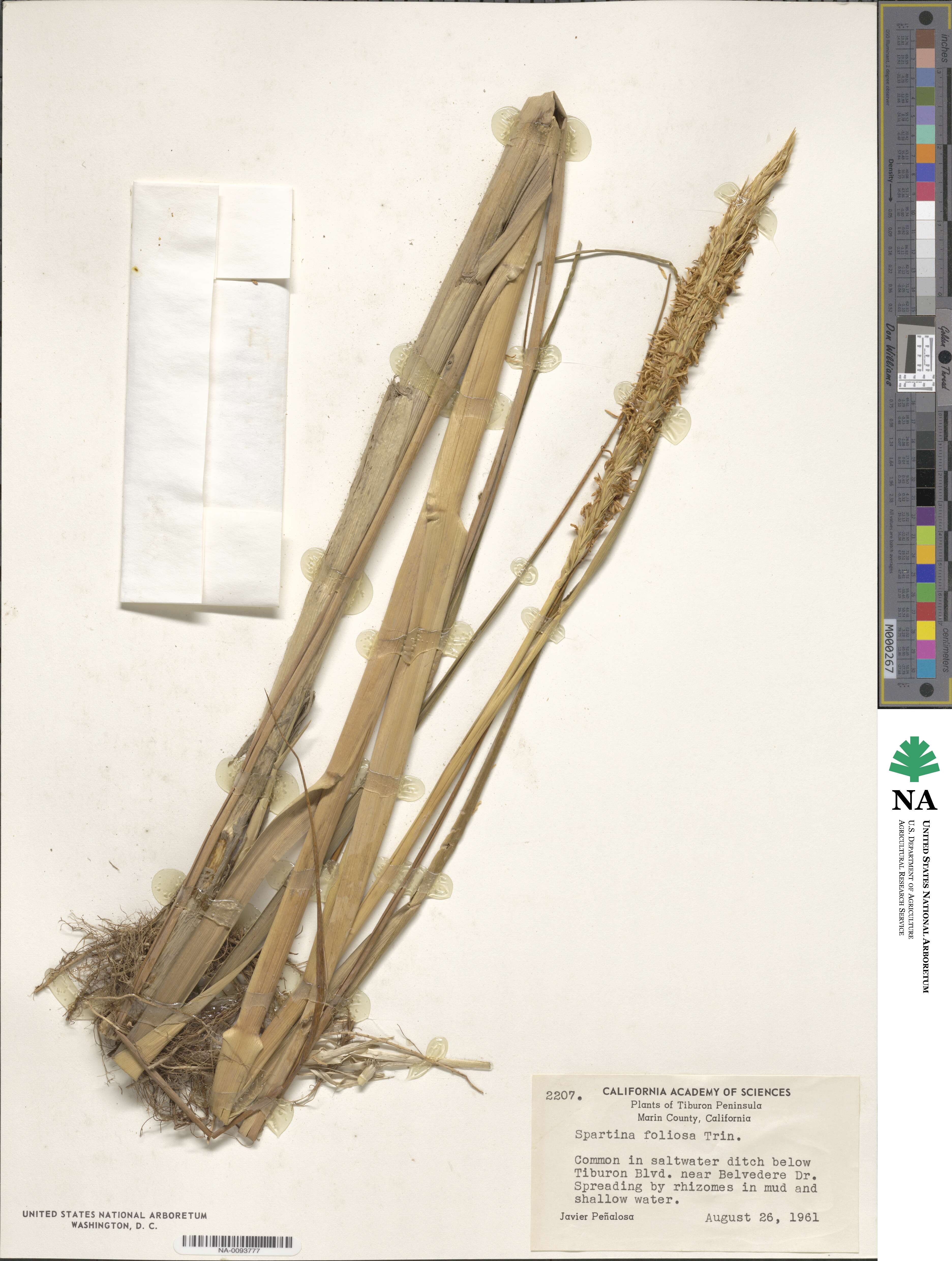 Sporobolus foliosus image