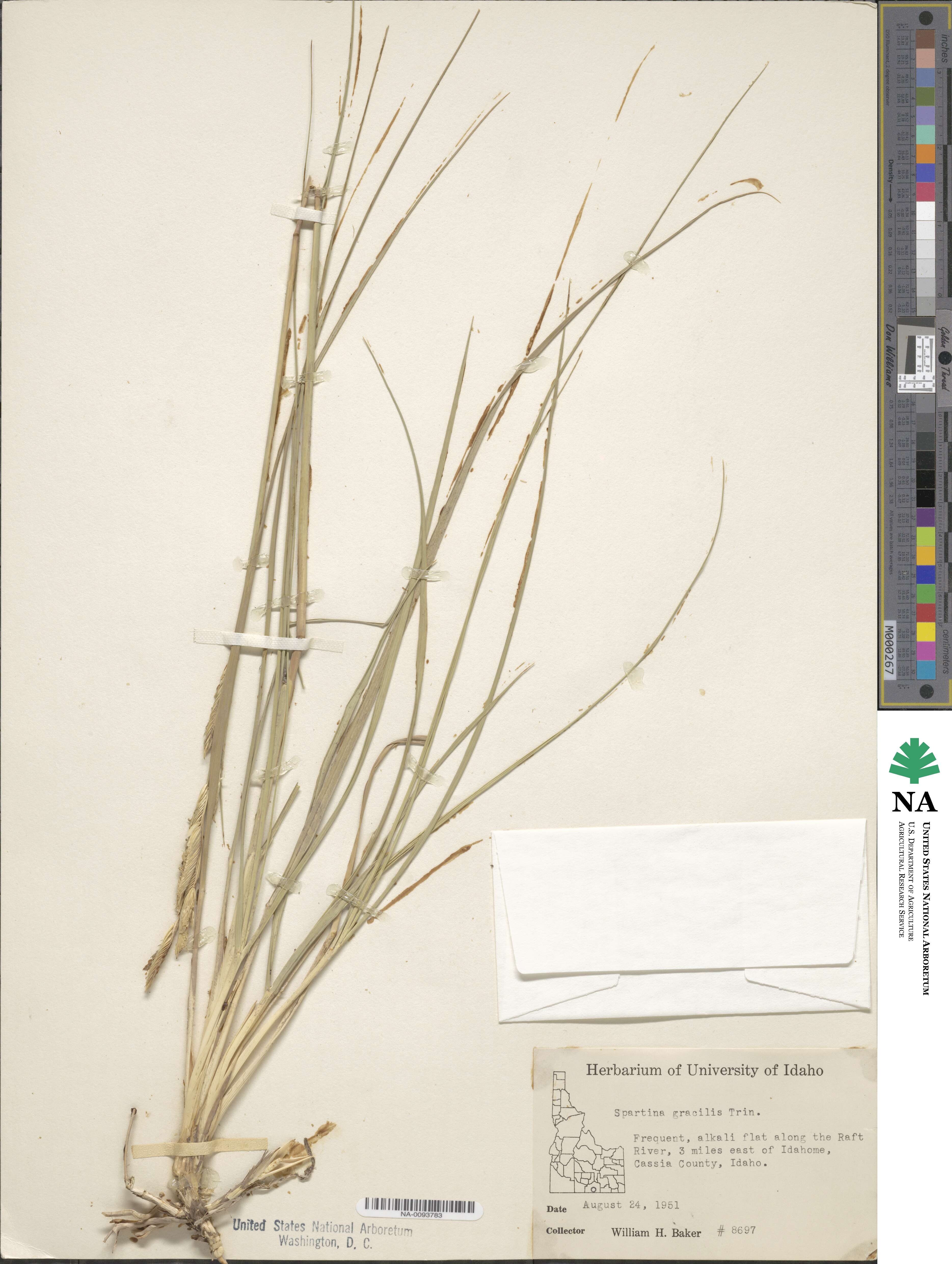 Sporobolus hookerianus image