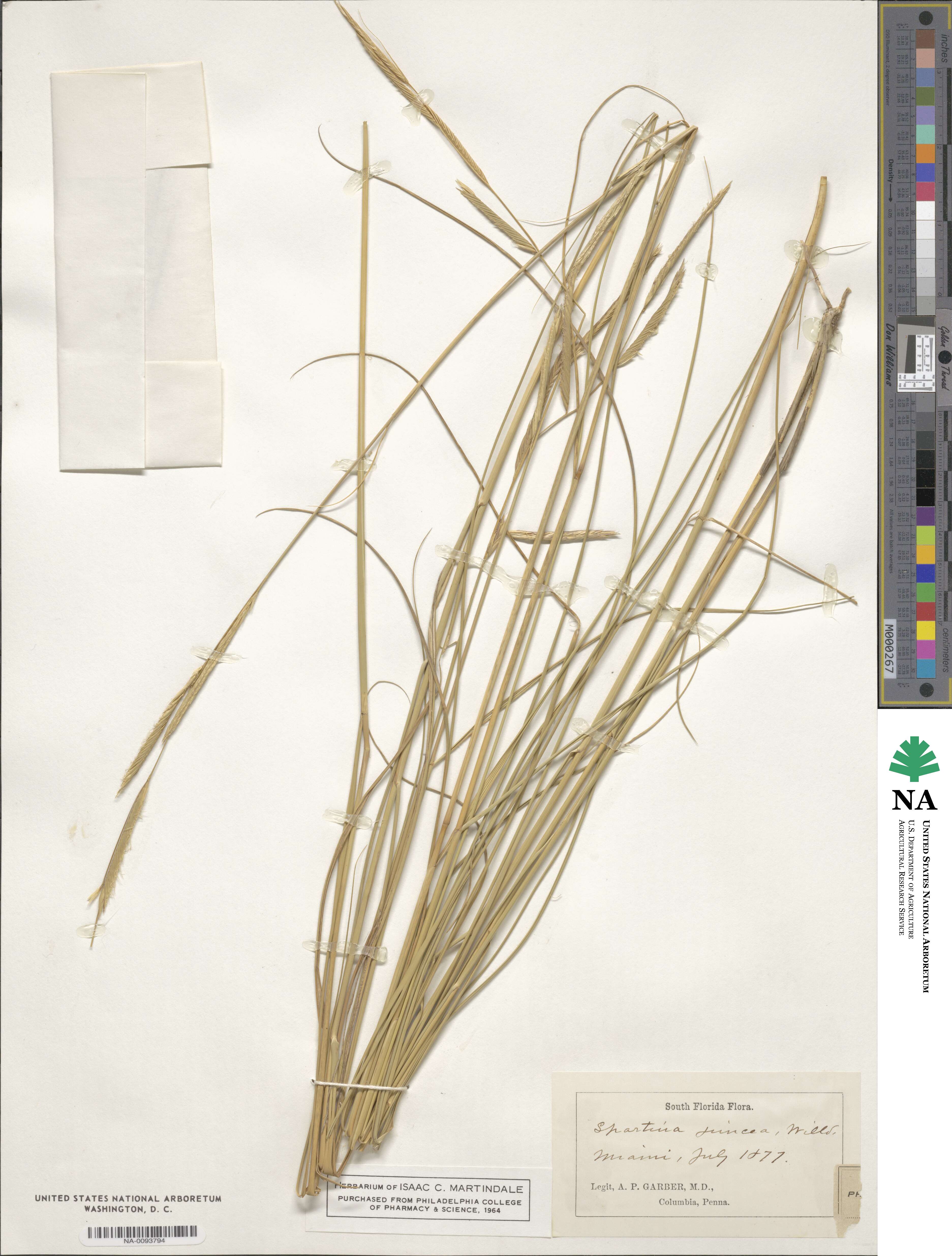 Sporobolus pumilus image