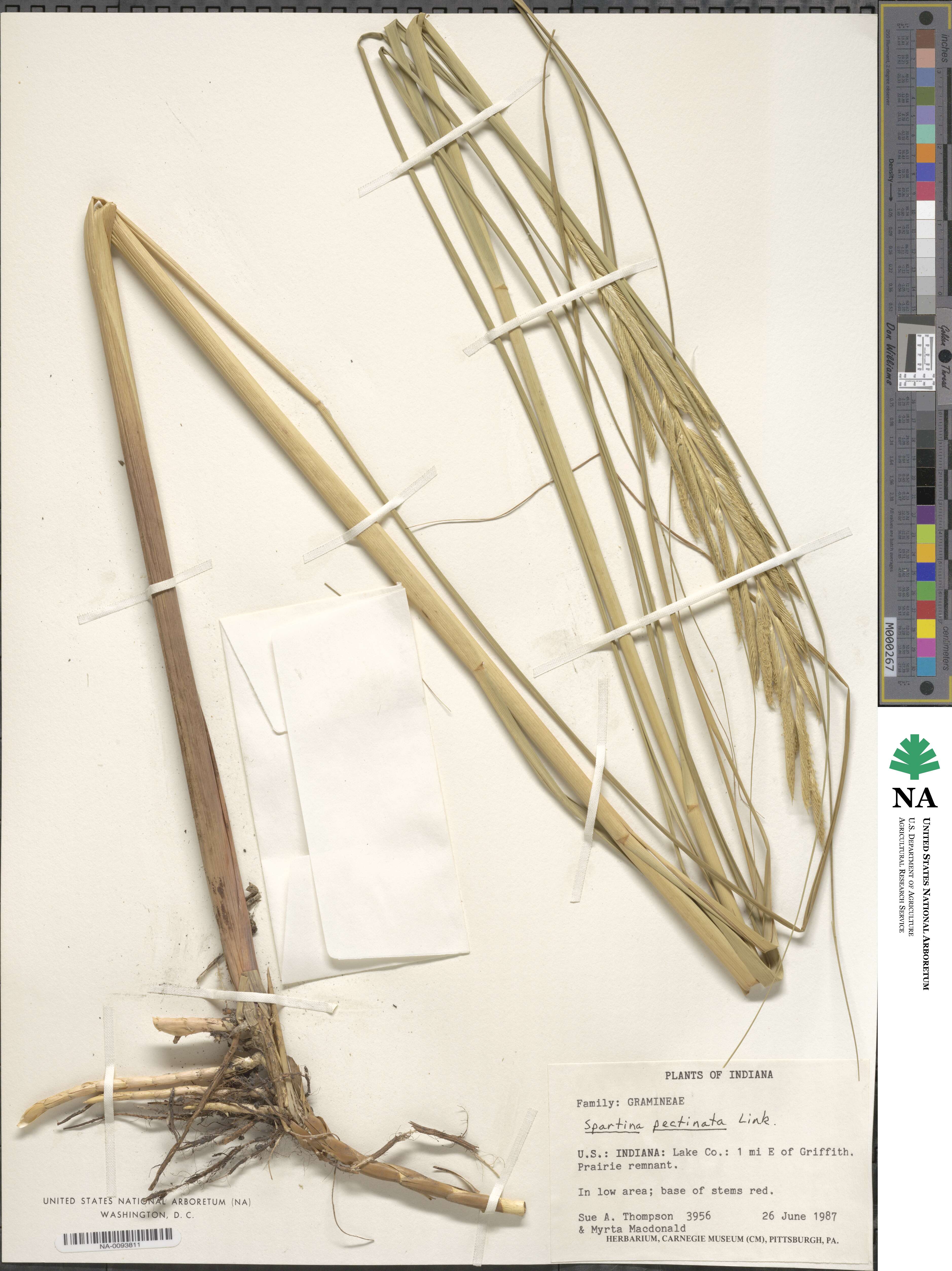 Sporobolus michauxianus image
