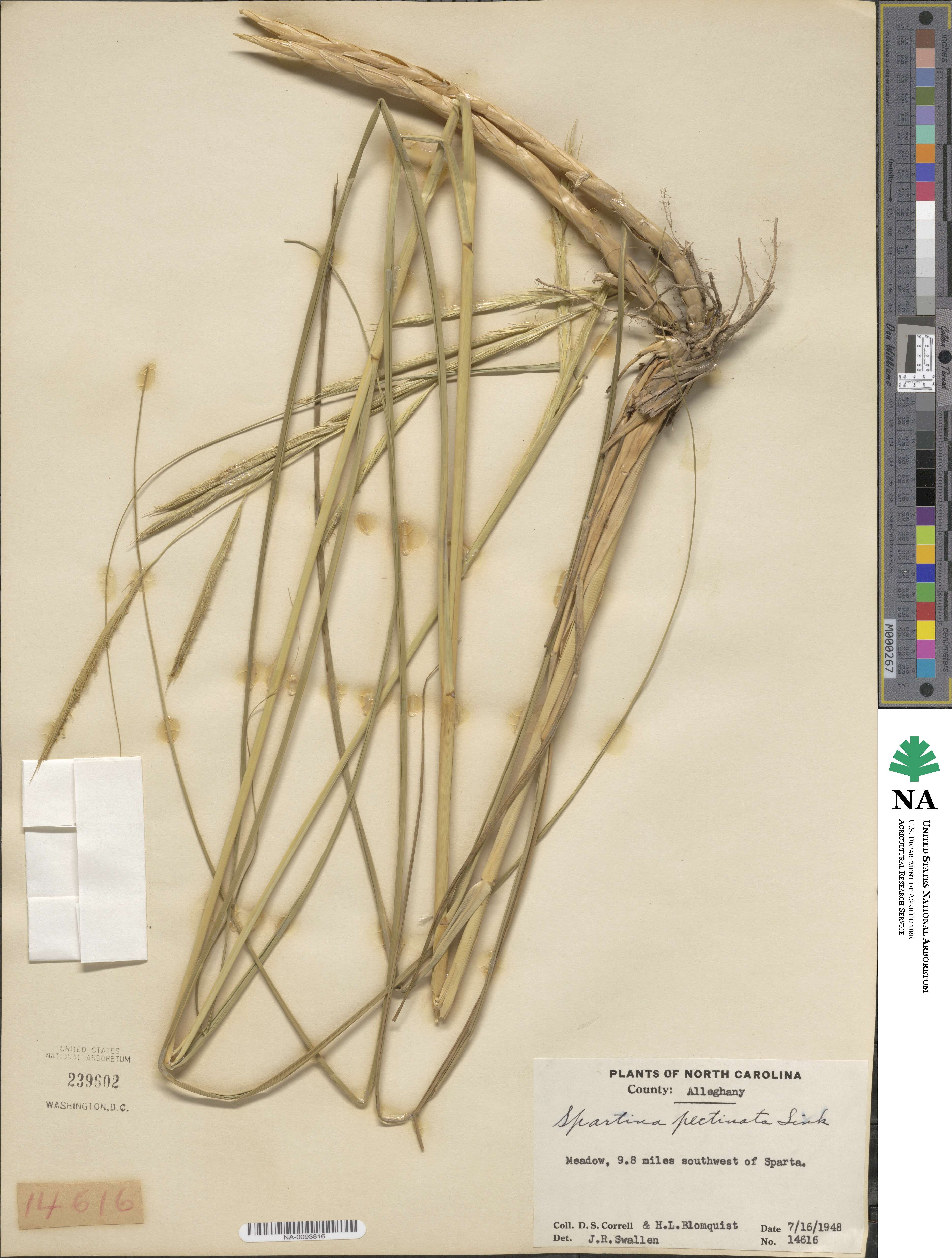 Sporobolus michauxianus image