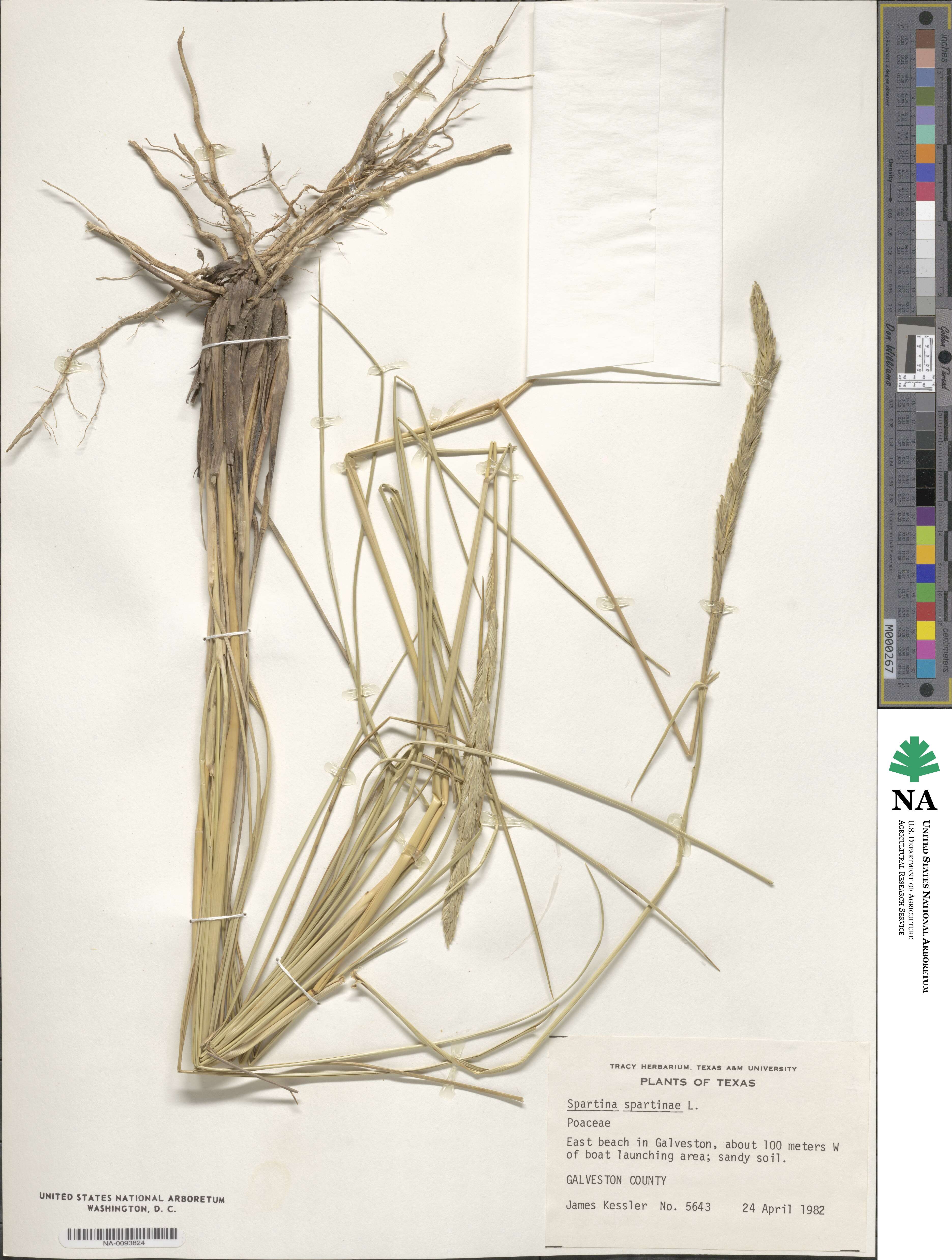 Sporobolus spartinae image
