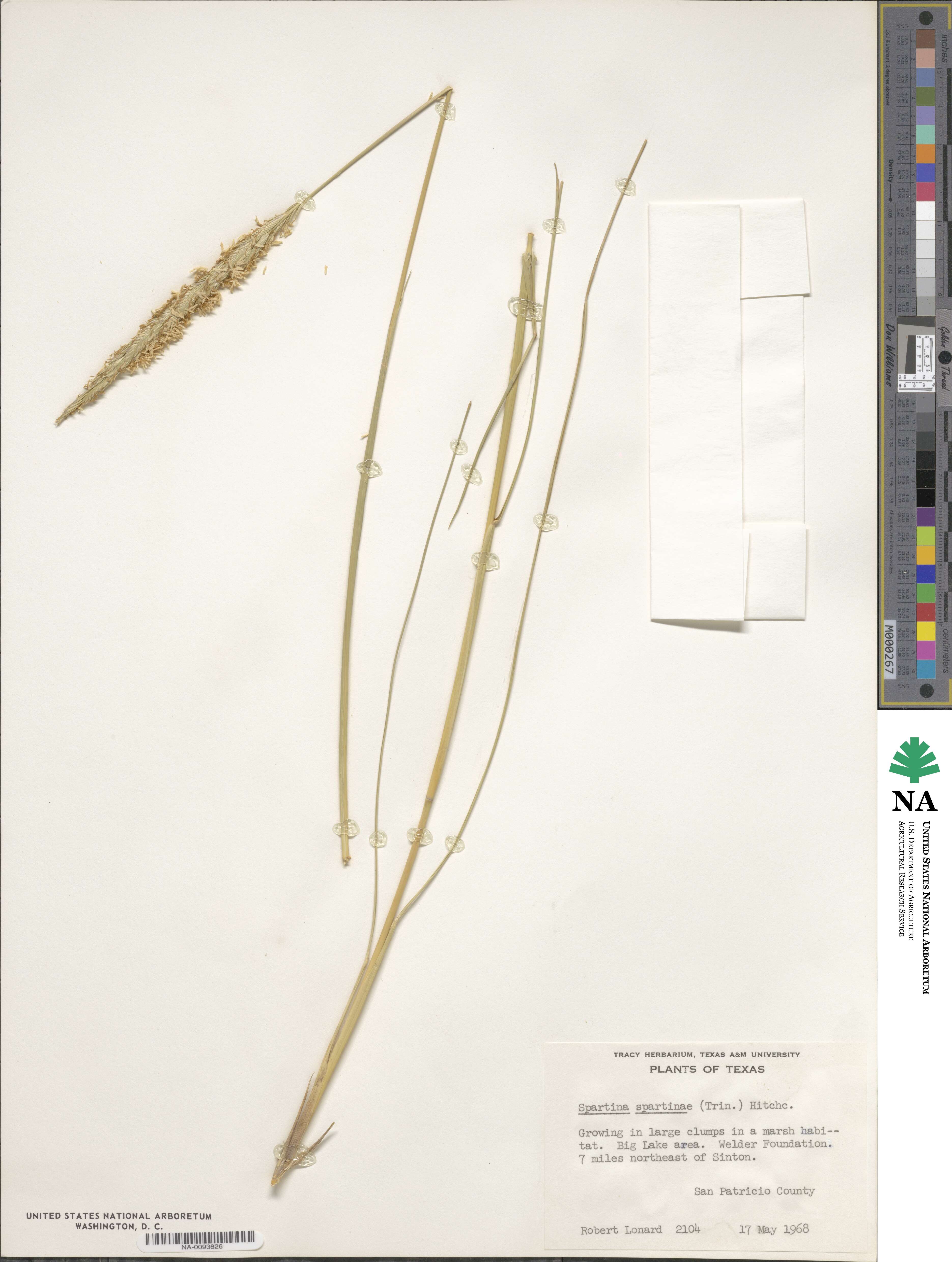 Sporobolus spartinae image