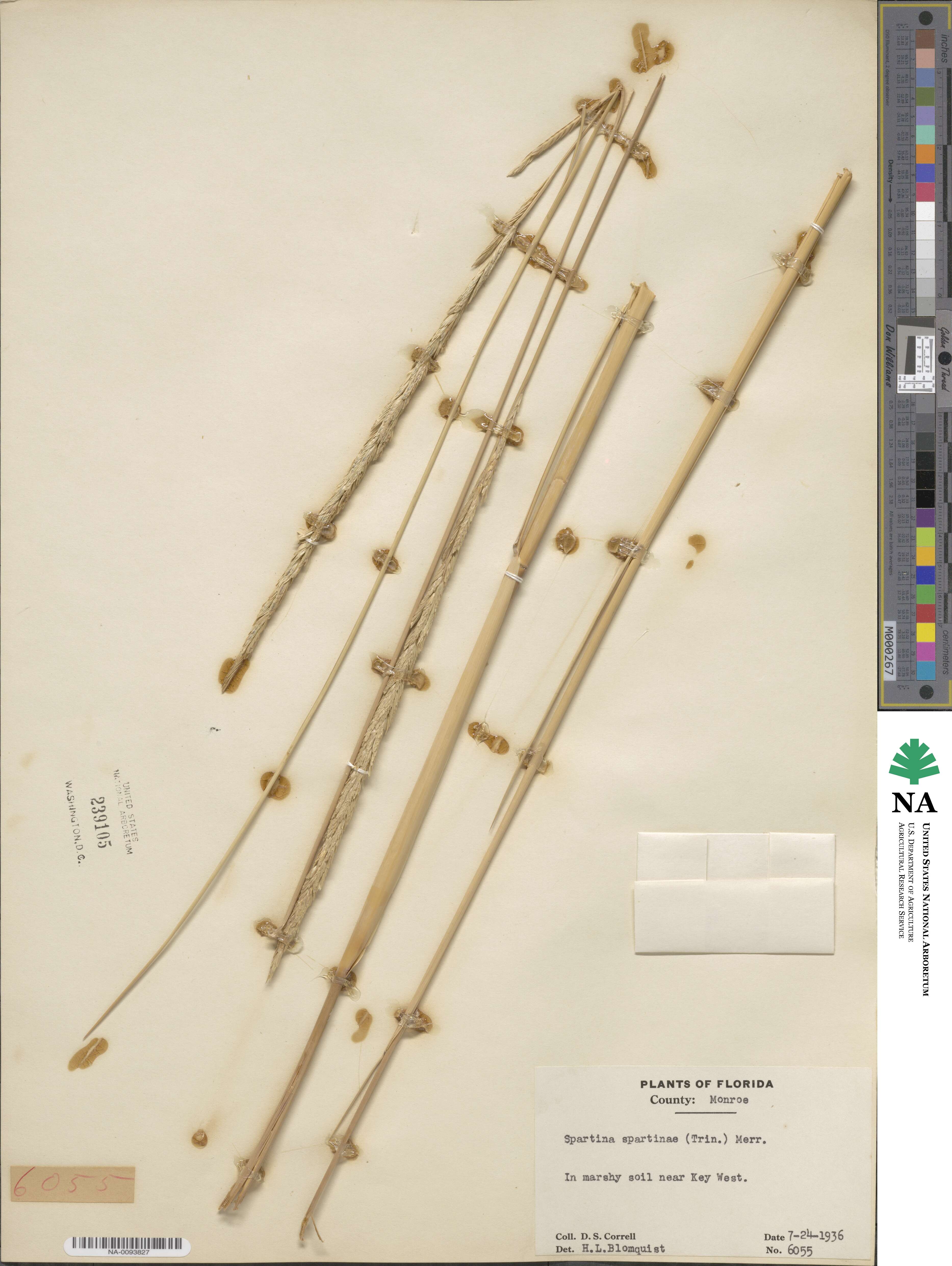 Sporobolus spartinae image