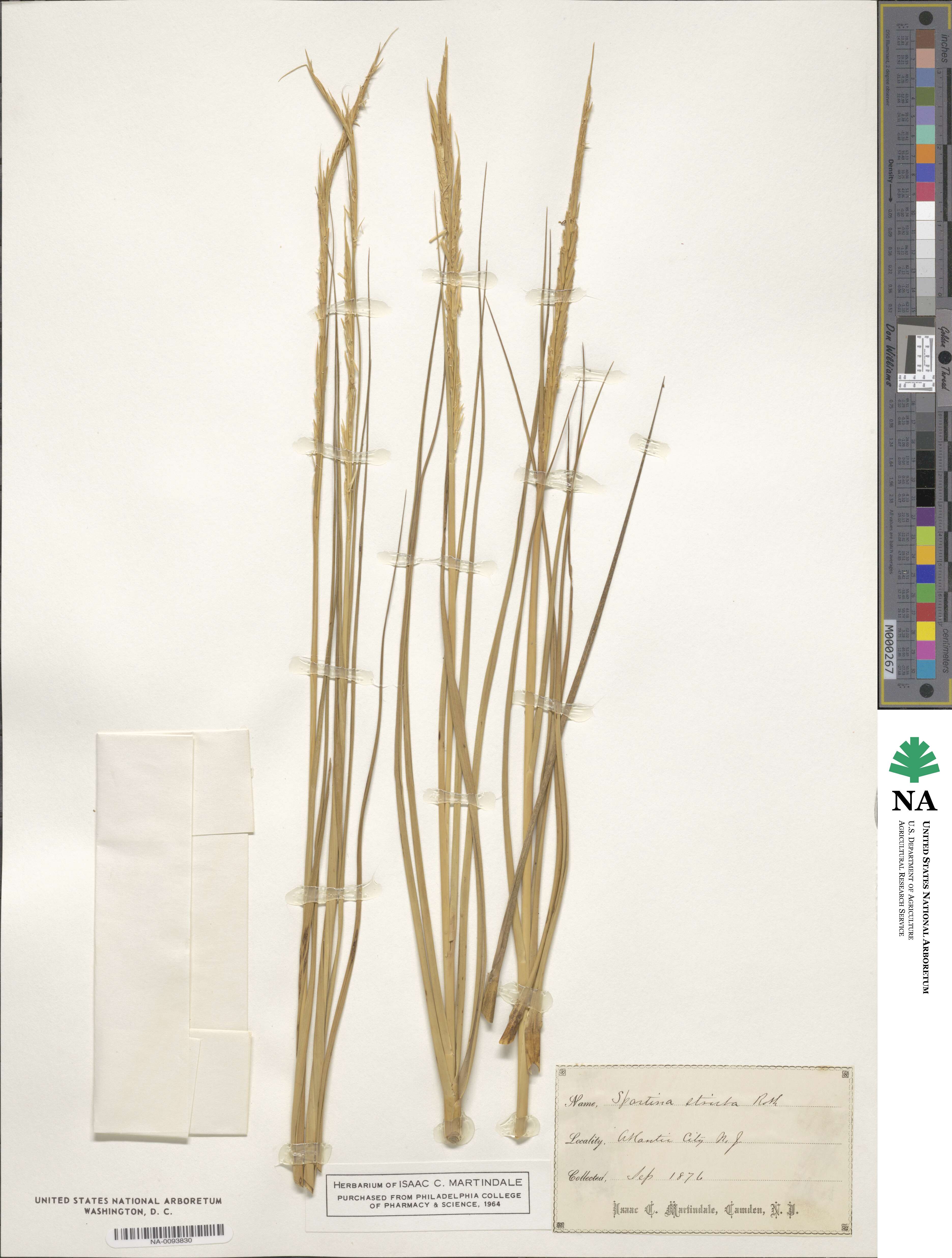 Sporobolus maritimus image