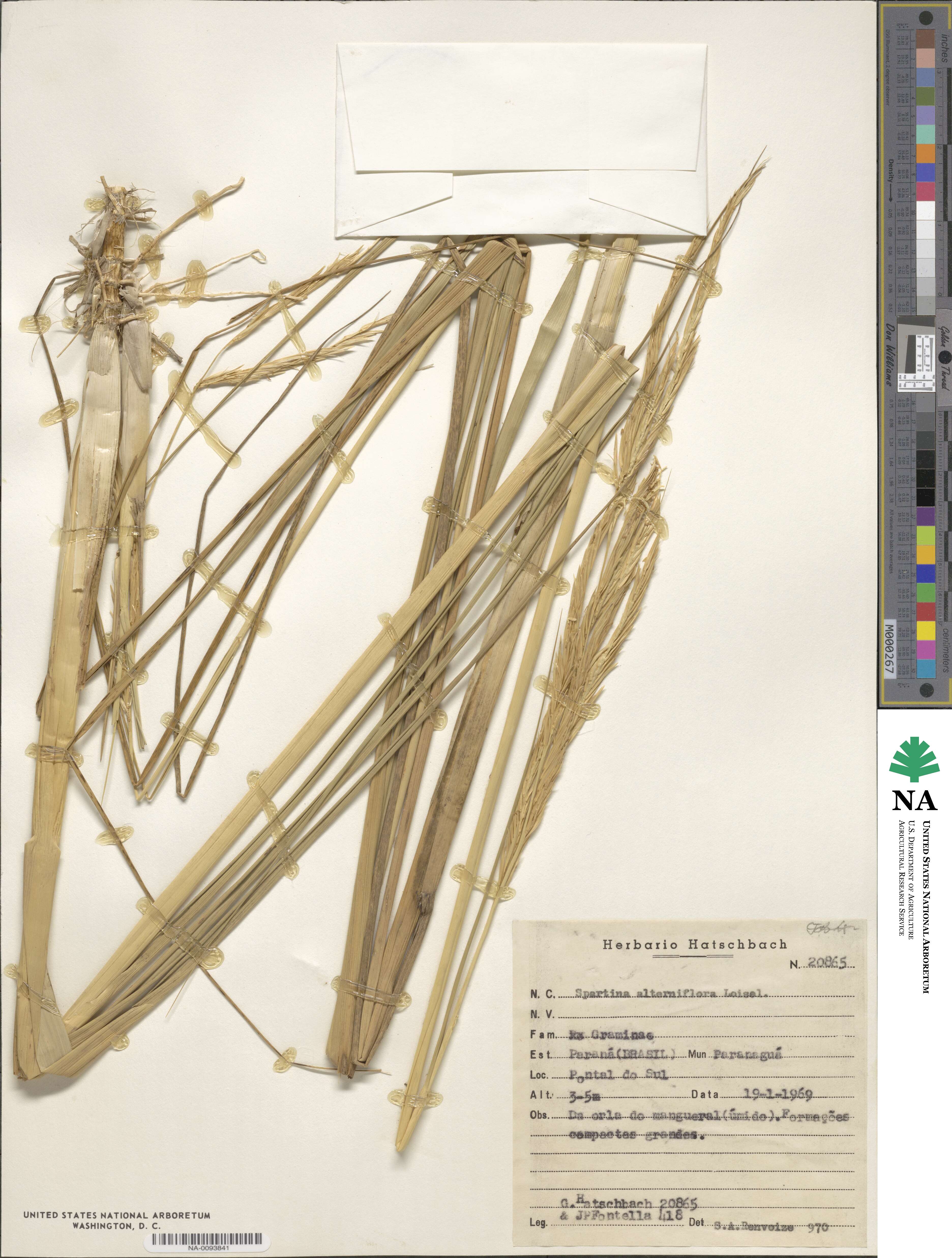 Sporobolus alterniflorus image