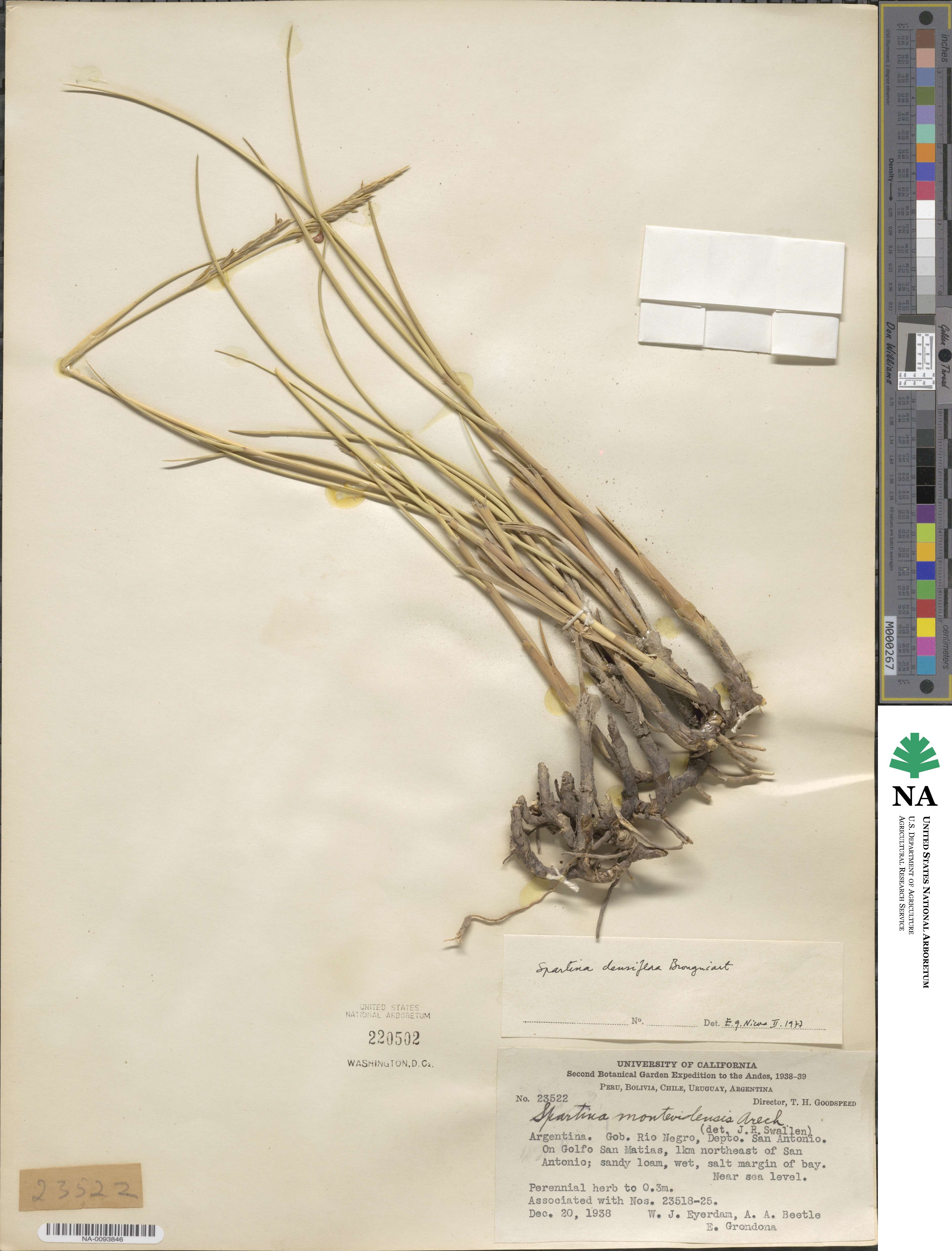 Sporobolus montevidensis image