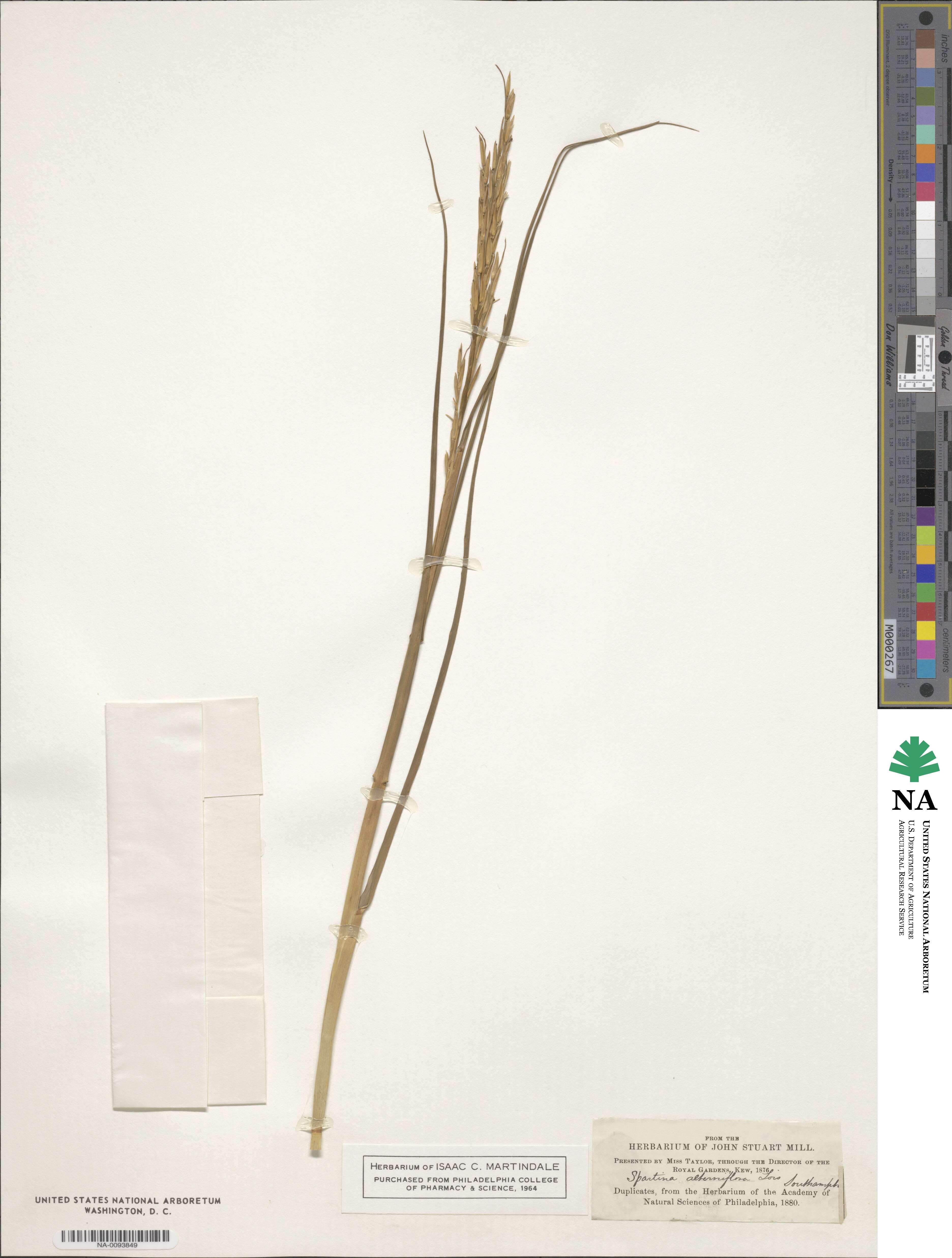 Sporobolus alterniflorus image