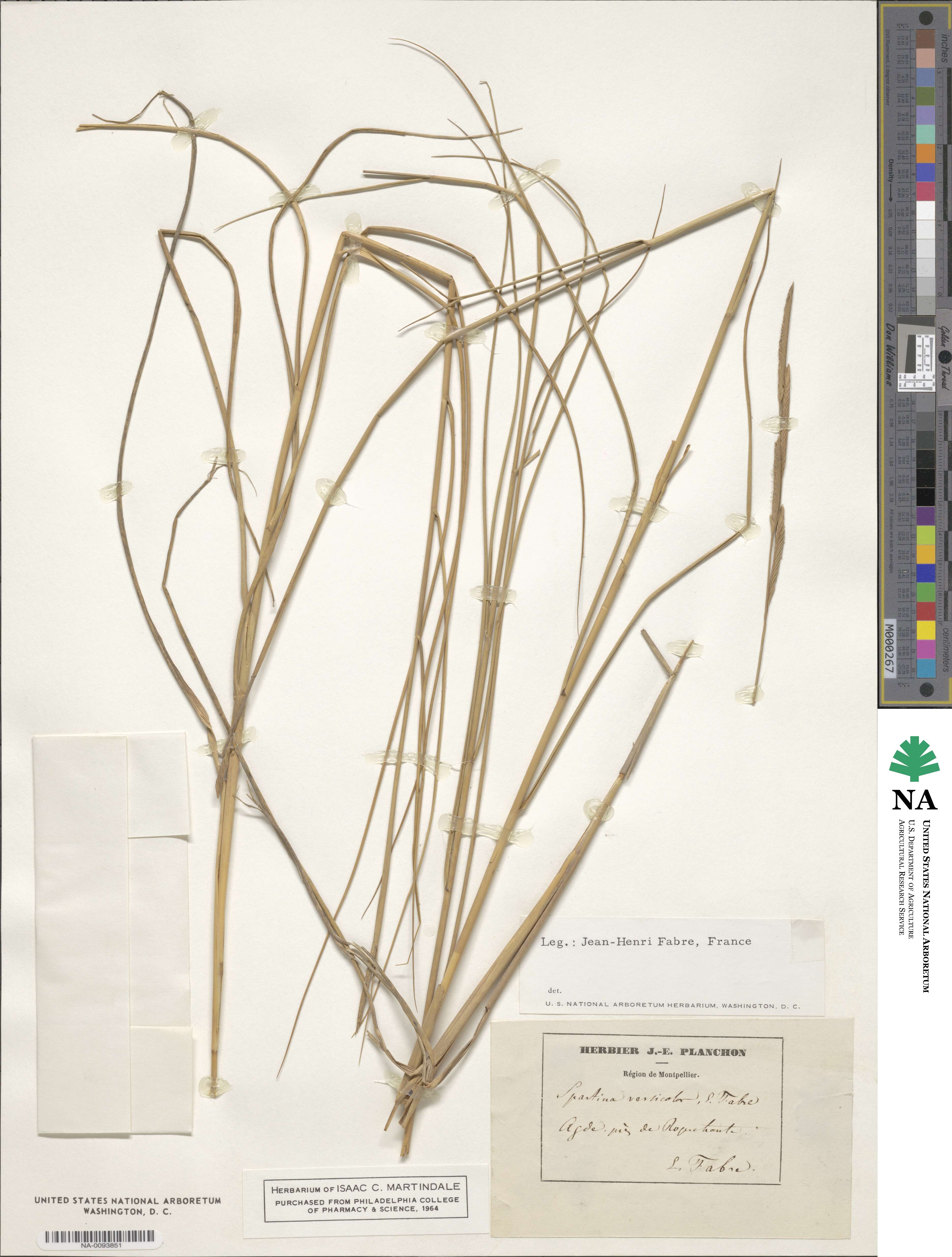Sporobolus versicolor image