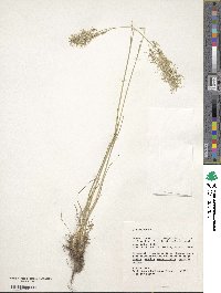 Poa bulbosa image