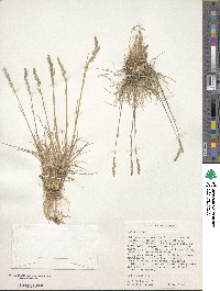 Poa bulbosa image