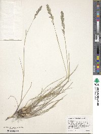 Poa bulbosa image