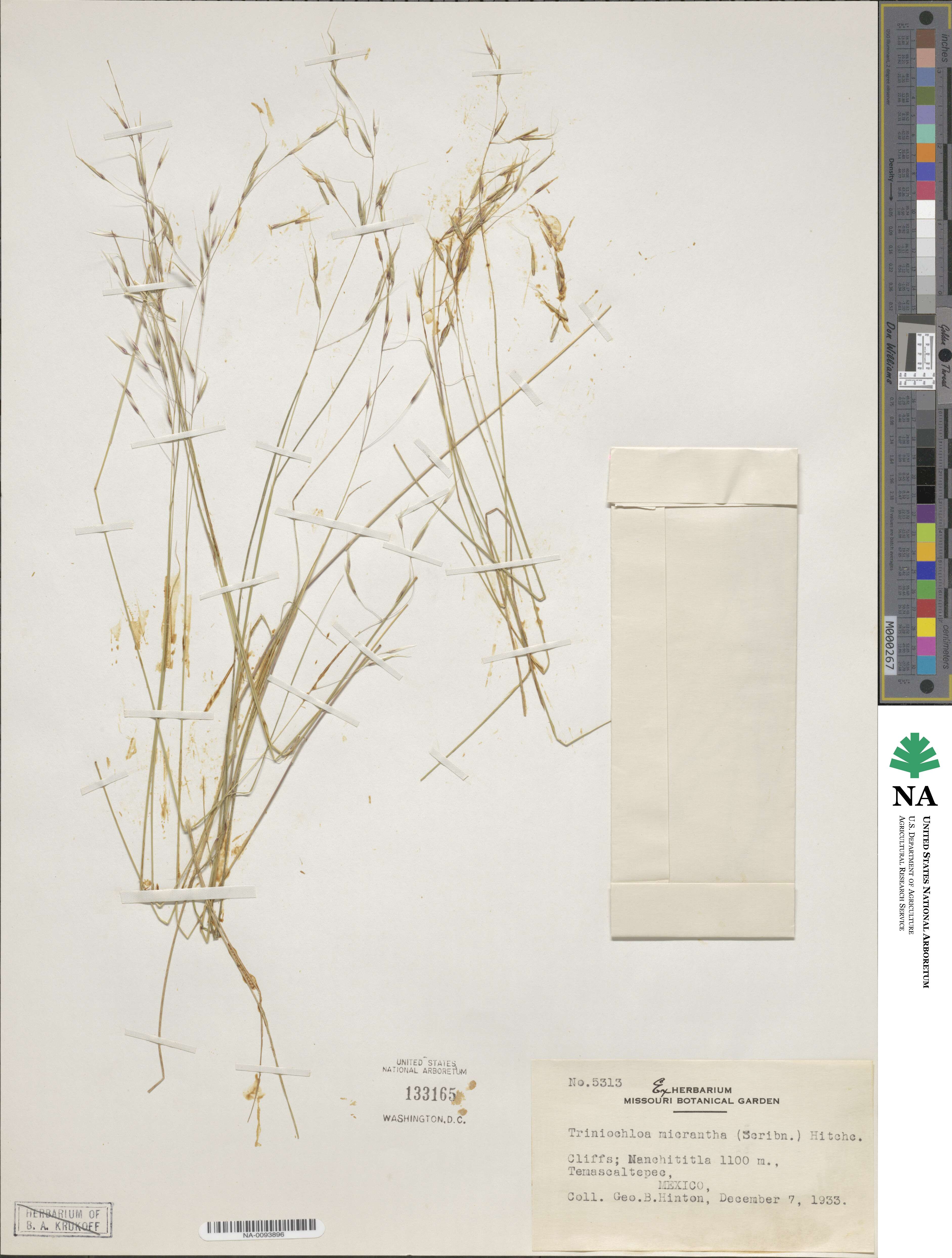 Triniochloa micrantha image