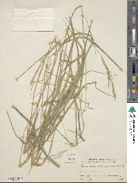 Triniochloa stipoides image