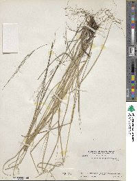 Triniochloa stipoides image