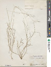 Triniochloa stipoides image