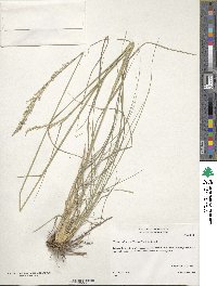 Tridens albescens image