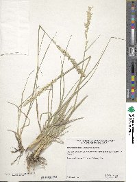 Tridens albescens image