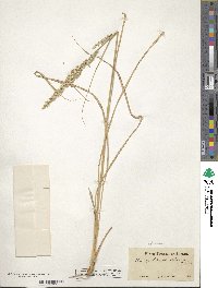 Tridens albescens image