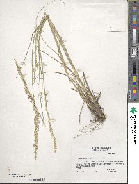 Tridens albescens image