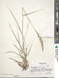 Tridens albescens image