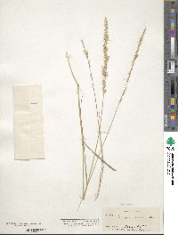 Tridens albescens image