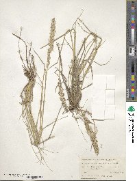 Tridens albescens image