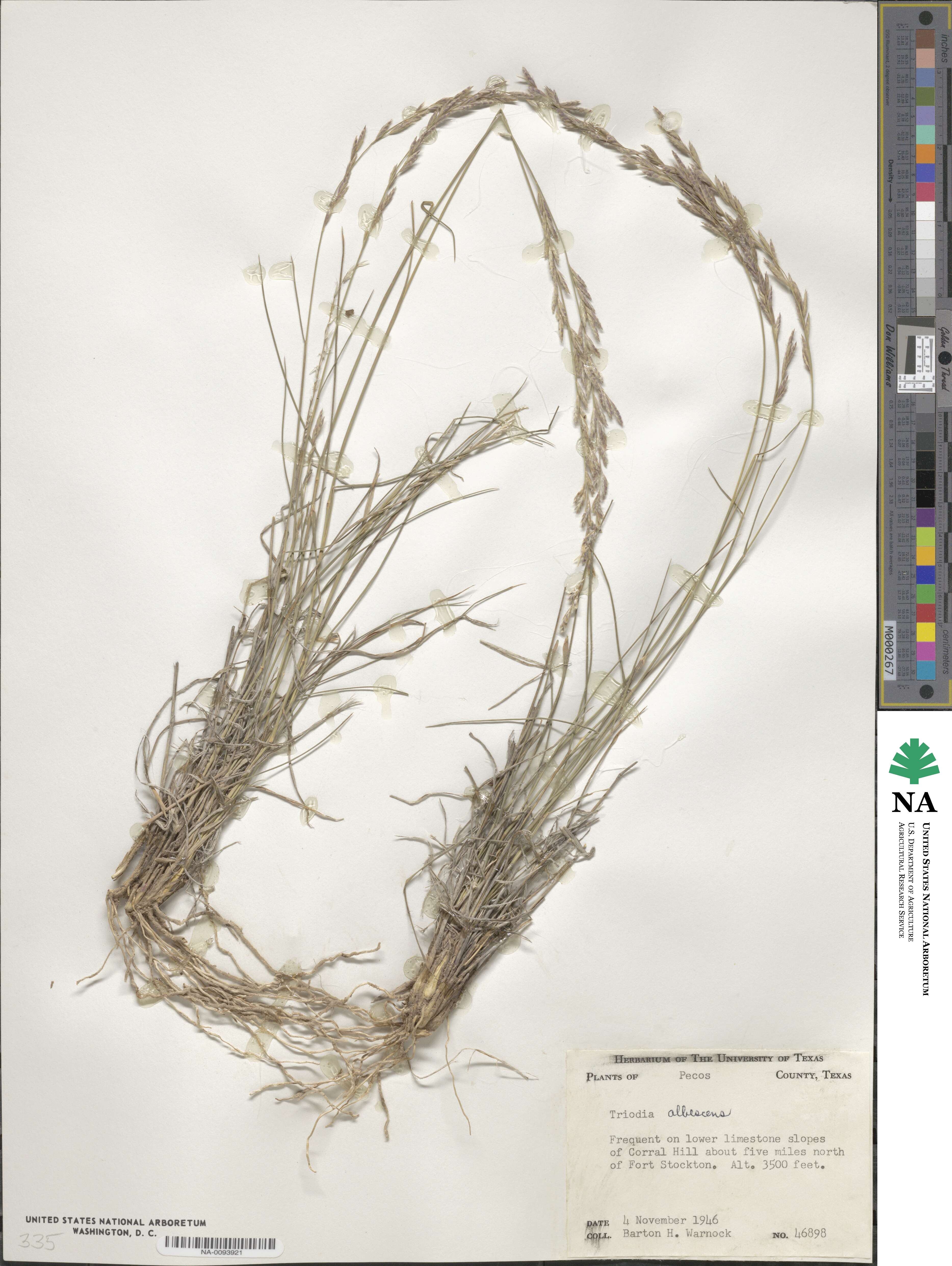 Tridens albescens image