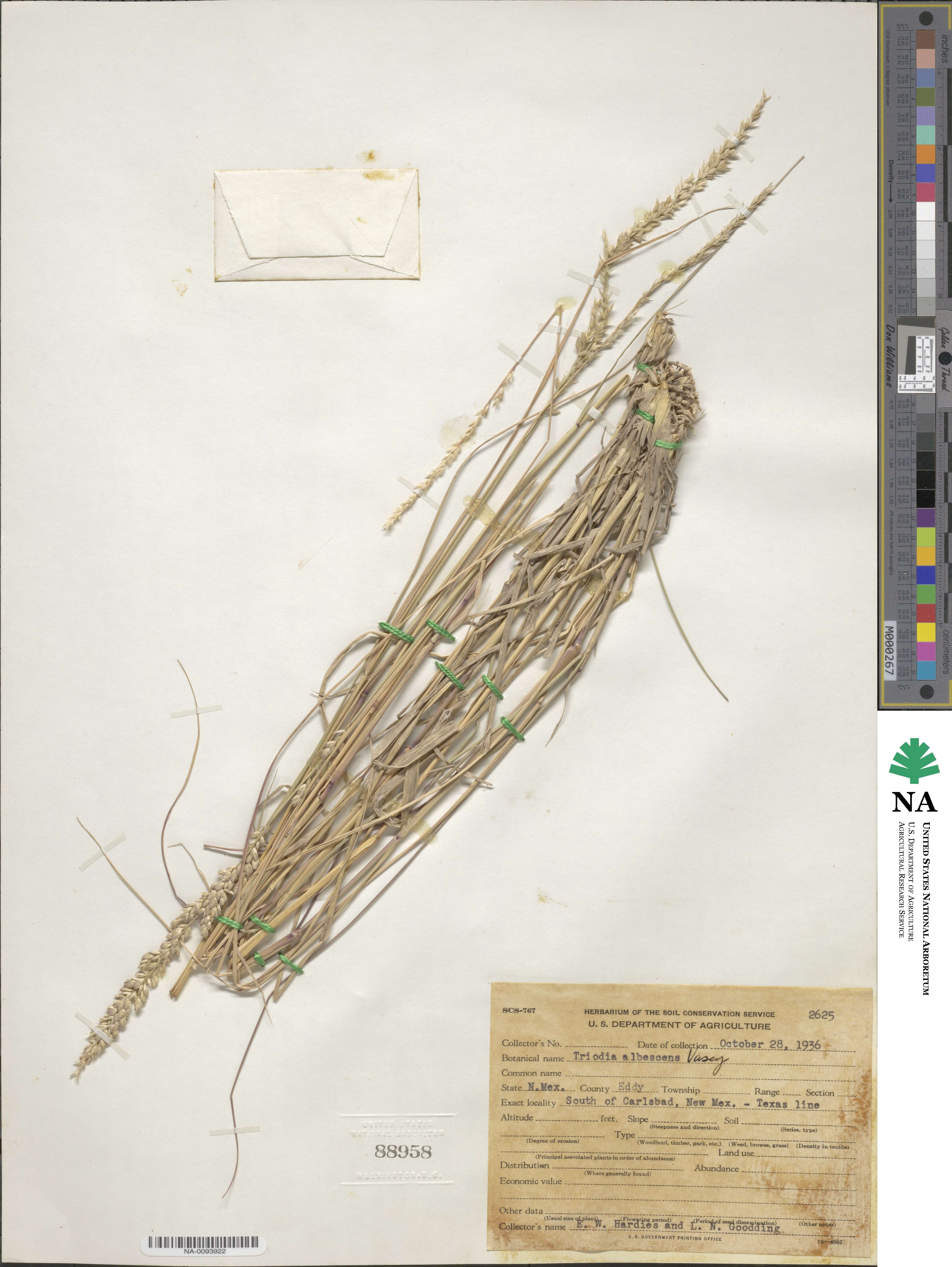 Tridens albescens image